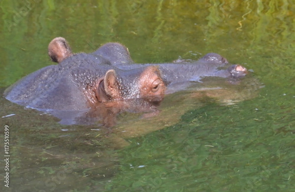 Obraz Tête dans l eau