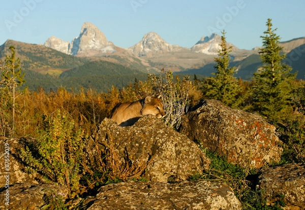 Obraz Mountain Lion
