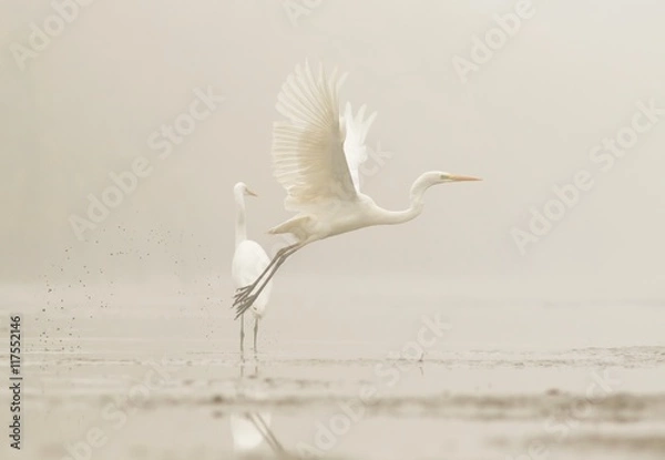 Obraz dwie czaple we mgle