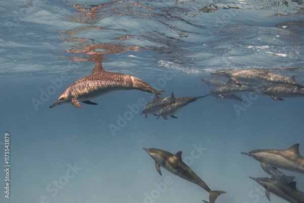 Obraz Spinner dolphins (Stenella longirostris) in the blue sea underwater. Red sea
