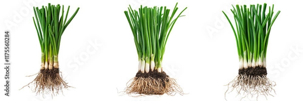 Fototapeta Set of A cartoon-style red onion character holding a small plant seed with a joyful expression on a transparent background