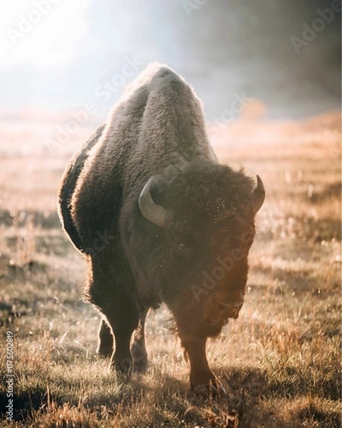 Fototapeta A majestic bison stands tall in a misty field at dawn, bathed in warm sunlight.