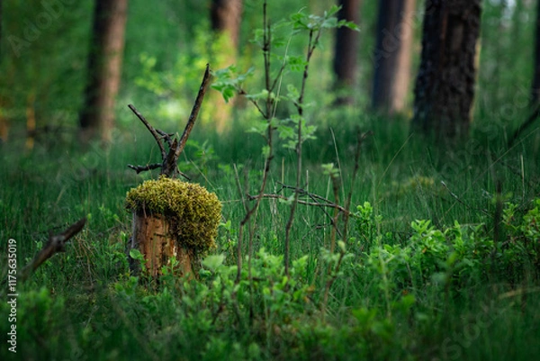 Fototapeta tree trunk in the forest, covered with moss