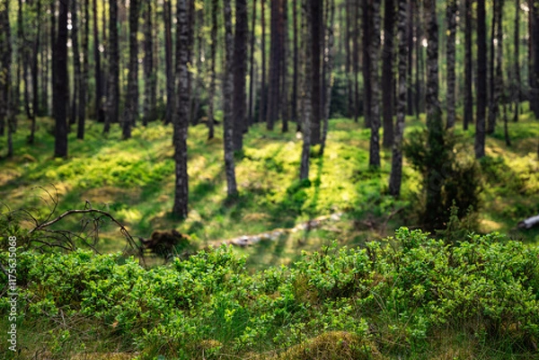 Fototapeta berry bushes in the forest with mild background