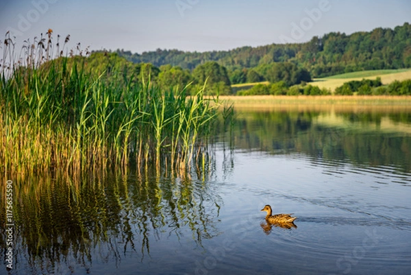 Fototapeta duck on the lake, poland, kashubia
