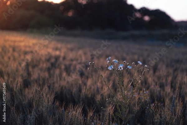 Fototapeta chamomile in a field