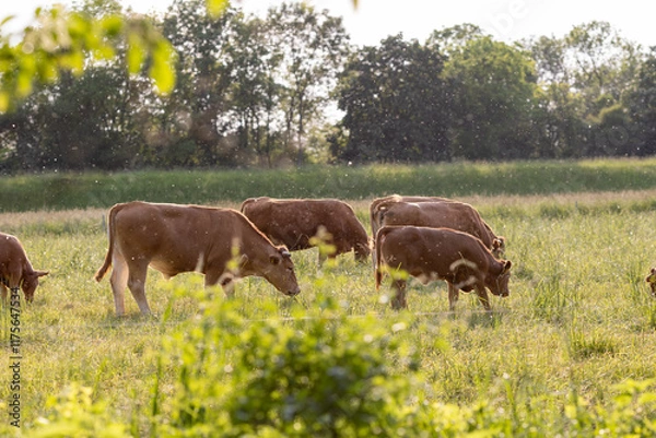 Fototapeta A group of brown cattle grazing peacefully in a sunlit green pasture. The warm light and visible floating particles create a dreamy rural scene surrounded by lush trees in the background.