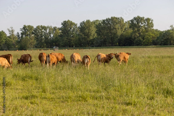 Obraz A herd of brown cattle grazing in a lush green field under soft sunlight.