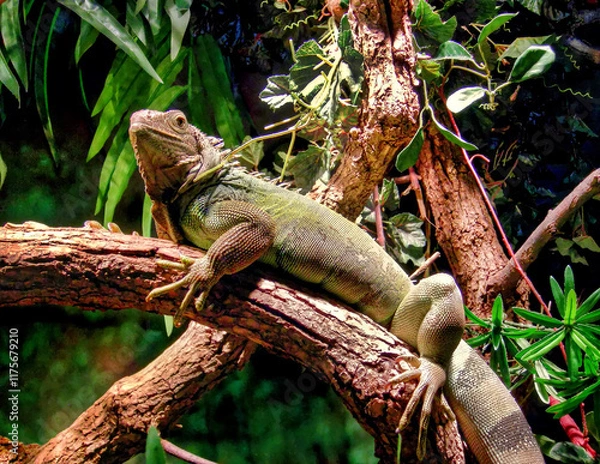 Obraz ornate Green Iguana sunning himself on a branch  (Iguana iguana)