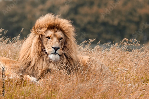 Obraz Lions