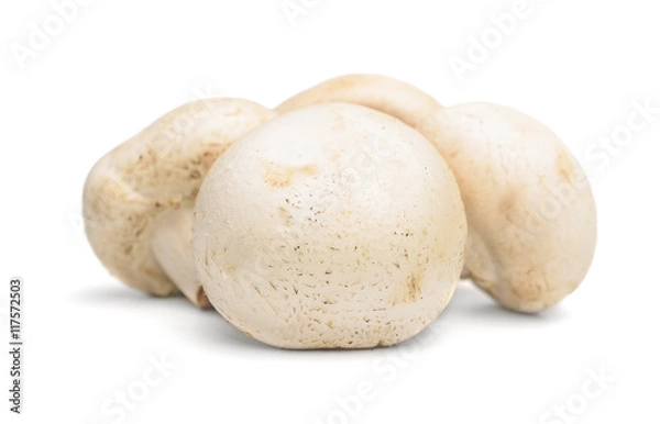 Obraz fresh mushroom champignon 