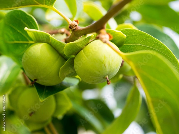 Obraz persimmon