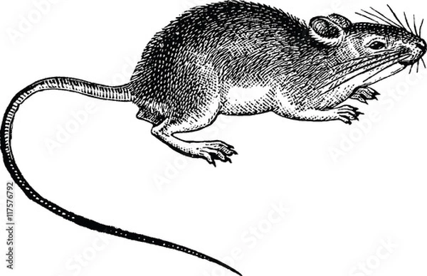 Obraz Vintage Image Rat