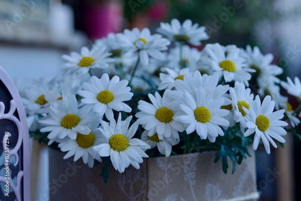 Fototapeta daisies Leucanthemum vulgare in a elegant and rural composition near an old lamp on the wood table in summertime lights