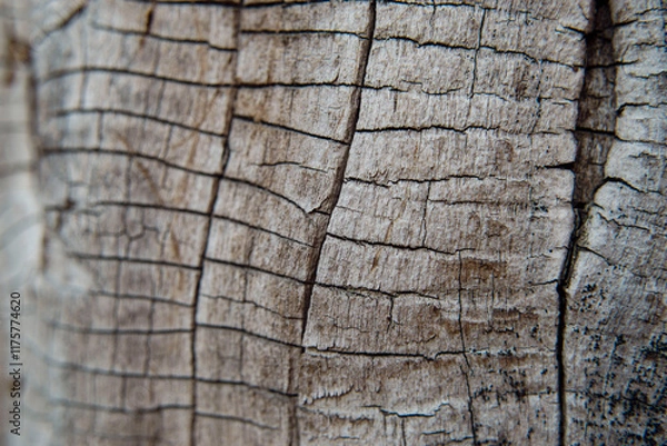 Fototapeta Wooden texture close up view