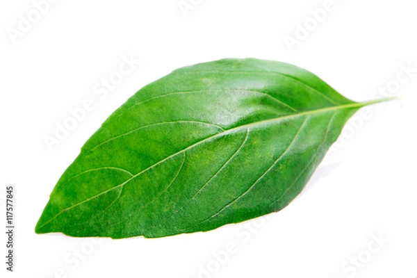 Obraz Fresh green basil isolated on white background