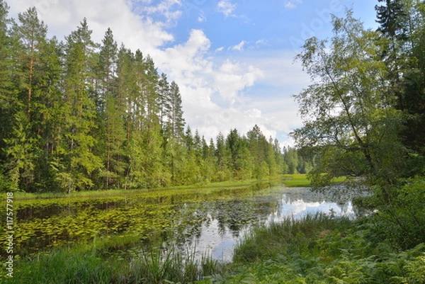 Obraz Landscape forest river, overgrown with Lily pads and reeds, the