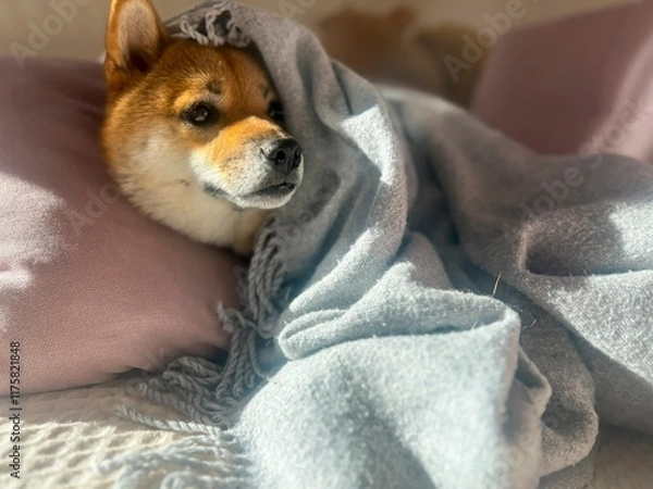Fototapeta Pensive Shiba Inu with a sorrowful expression, head nestled under a blanket. The mood is reflective and contemplative. High quality close-up photo. copy space available.