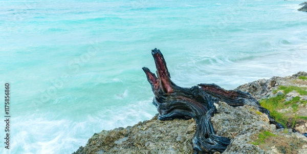Obraz Holging Province, Cuba, amazing closeup view of an old decorated wooden stump tree, sitting on the ocean shore cliff 