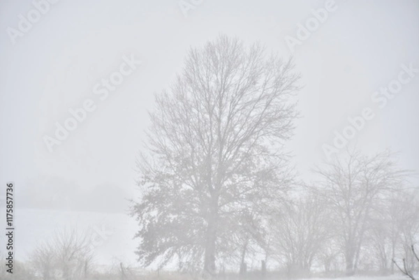 Fototapeta Snow