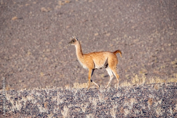Obraz Young guanaco in the chilean wilderness