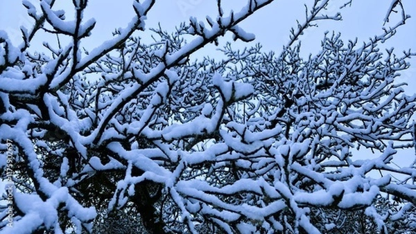 Obraz Snow-Covered Tree Branches