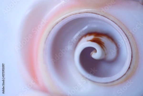 Fototapeta Fibonacci essence in nature; the spiral seen in section of a seashell
