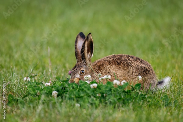 Obraz Feeding hare in clover. Young European brown hare, Lepus europaeus, grazing clover blossoms on meadow. Beautiful brown animal with long ears. Wild hare in spring nature. Fast running mammal. Wildlife.