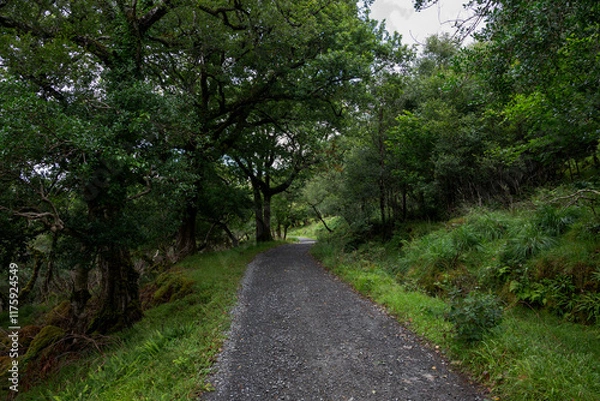 Fototapeta A gravel path winds through the lush greenery of a forest in Glenveagh National Park, in Ireland, offering a serene and scenic journey for nature lovers
