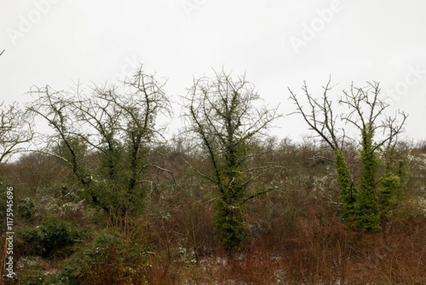 Fototapeta Winter landscape featuring barren trees and foliage in a misty environment