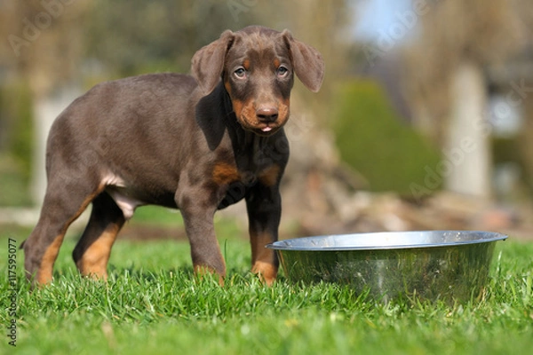 Obraz Dobermannwelpen