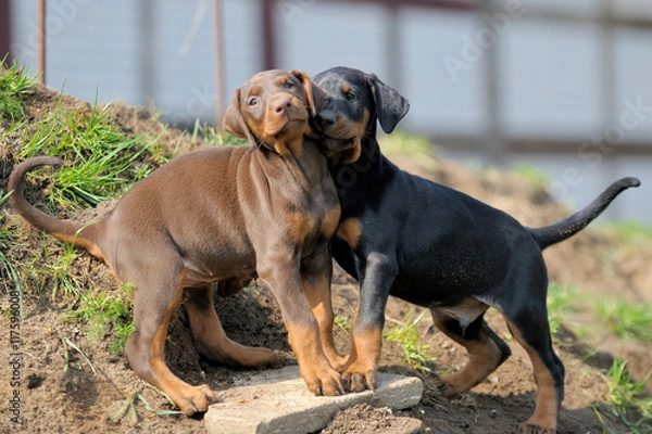 Obraz Dobermannwelpen