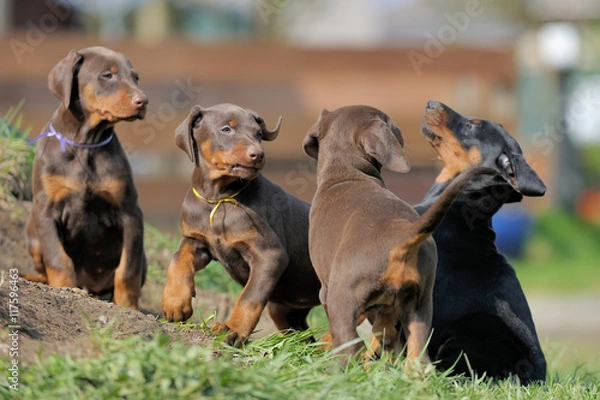 Obraz Dobermannwelpen