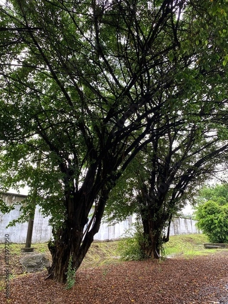 Obraz path in the park