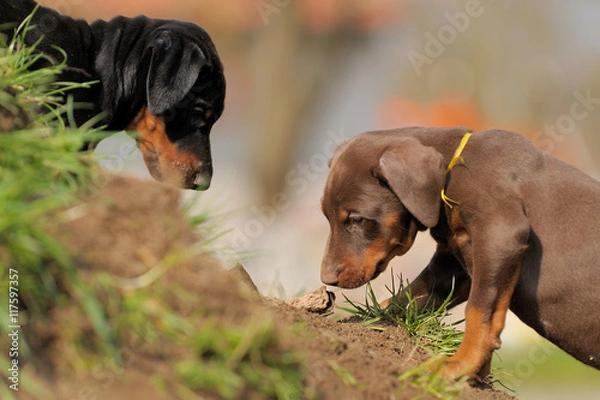 Obraz Dobermannwelpen