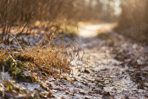 Fototapeta spring in the forerest