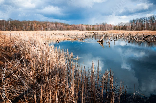 Obraz A serene view of a wetland with calm waters reflecting the dramatic cloudy sky. Surrounded by dry reeds and bare trees, the scene captures the transition between winter and spring.