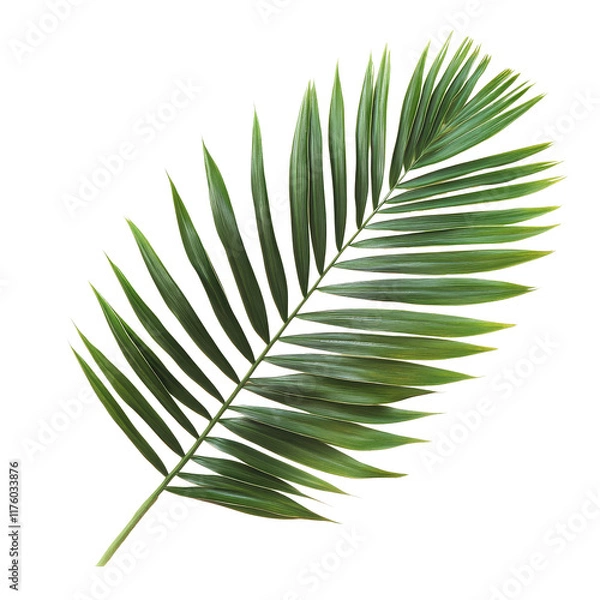 Fototapeta Vibrant tropical palm leaf isolated on a clean transparent background for nature inspired decor and design, tropical palm leaf isolated