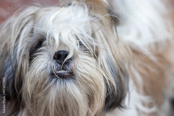 Obraz portrait of an ungroomed dog