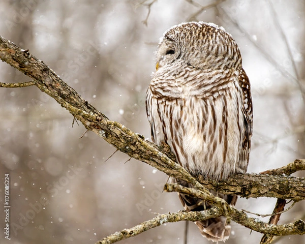 Fototapeta Barred owl