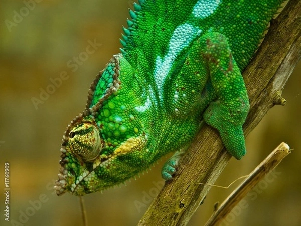 Obraz Panther Chameleon (Furcifer pardalis)