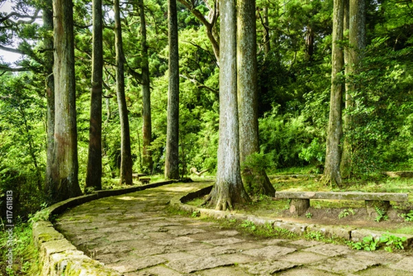 Fototapeta 湖畔の遊歩道　箱根