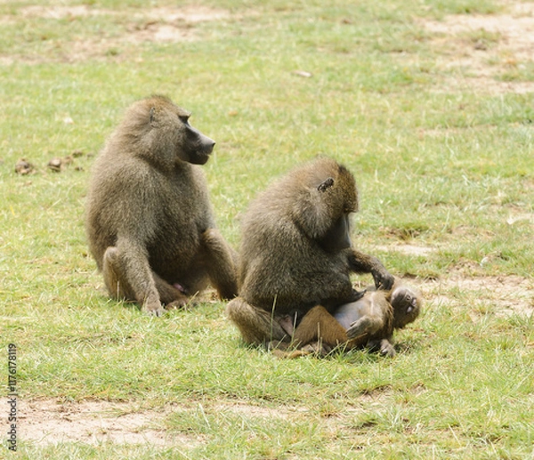 Fototapeta Pair of Olive Baboons (scientific name: papio anubis, or Nyani in Swaheli) in Lake Manyara National park, Tanzania