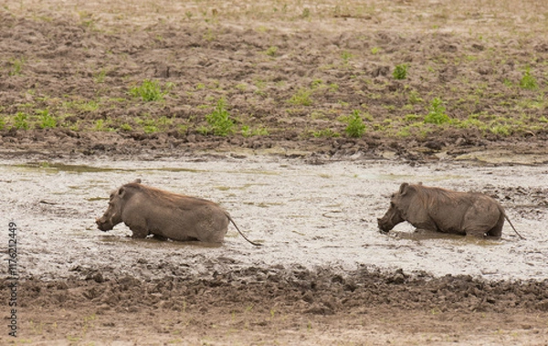 Fototapeta Closeup of Warthog (Phacochoerus aethiopicus) walowing in a mud bath,  in the Tarangire  National park, Tanzania