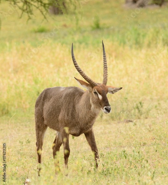 Fototapeta Closeup of Waterbuck (scientific name: Kobus ellipsiprymnus, or "Kuru" in Swaheli) in the Serengeti/Tarangire, Lake Manyara, Ngorogoro National park, Tanzania