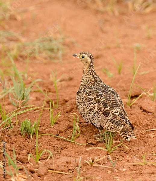 Fototapeta Crested Francolin (Francolinus sephaena)