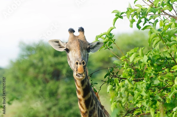Fototapeta Closeup of Masai Giraffe (Giraffa camelopardalis tippelskirchi or "Twiga" in Swaheli) image taken on Safari located in the Serengeti National park,Tanzania