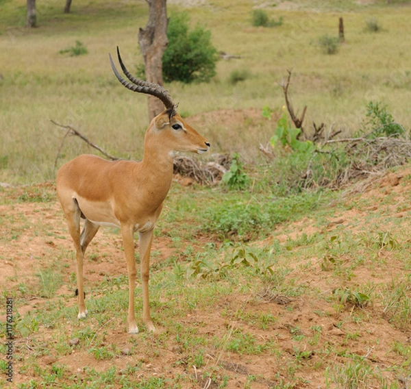 Fototapeta Closeup of Impala (scientific name: Aepyceros melampus, or "Swala pala" in Swaheli) in the Tarangire National park, Tanzania