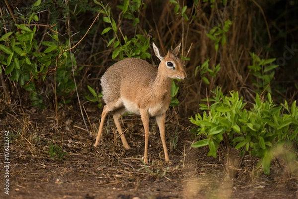 Fototapeta Closeup of Kirk's Dik-dik (Madoqua) in the Tarangire, National park, Tanzania