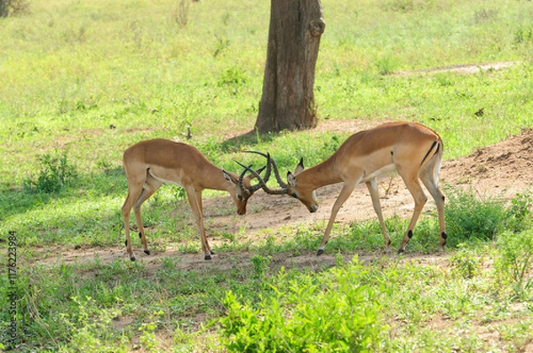 Fototapeta Closeup of Impala (scientific name: Aepyceros melampus, or "Swala pala" in Swaheli) in the Tarangire National park, Tanzania